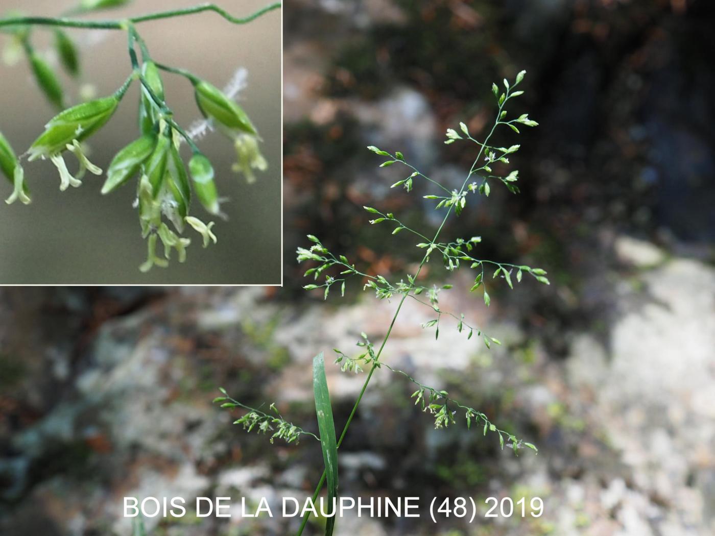 Meadow-grass, Rough-stalked flower